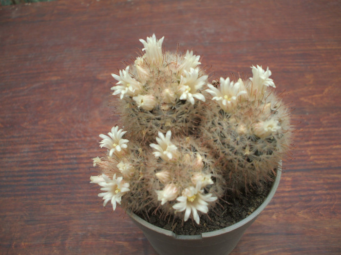 Mamillaria pennispinosa