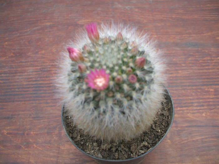 mamillaria bocasana roseiflora
