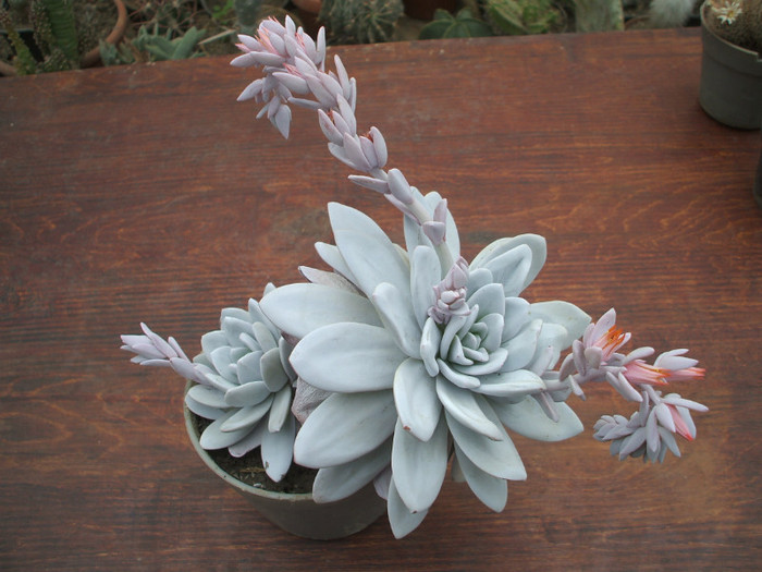 Echeveria lauii