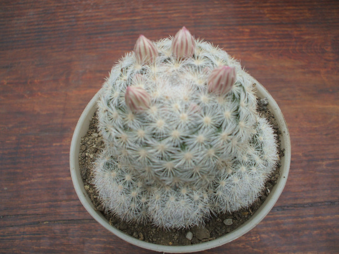 Mamillaria candida