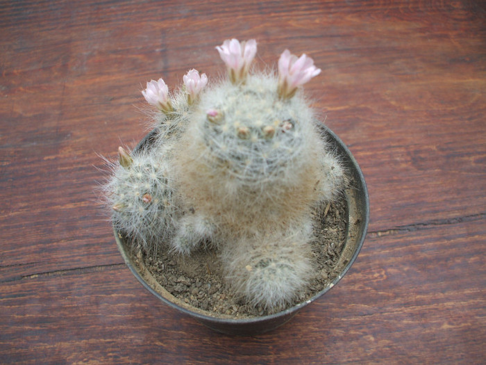 Mamillaria glassii