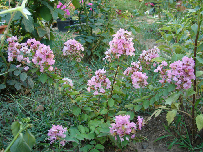 Lagerstroemia indica - Flori in gradina