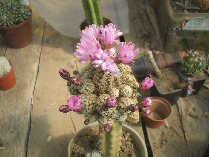Gymnocalycium bruchii v albispinum