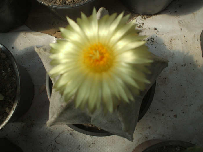 Astrophitum miriostigma