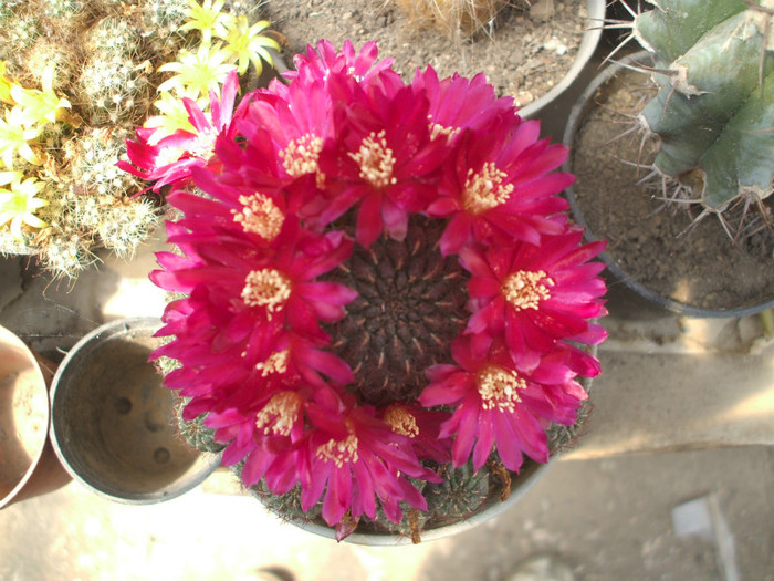 Sulcorebutia mentosa