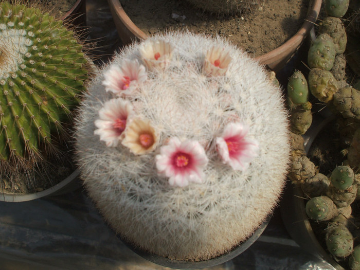 Mamillaria candida - ceva mai recent
