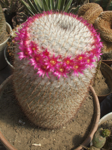 Mamillaria cersiana