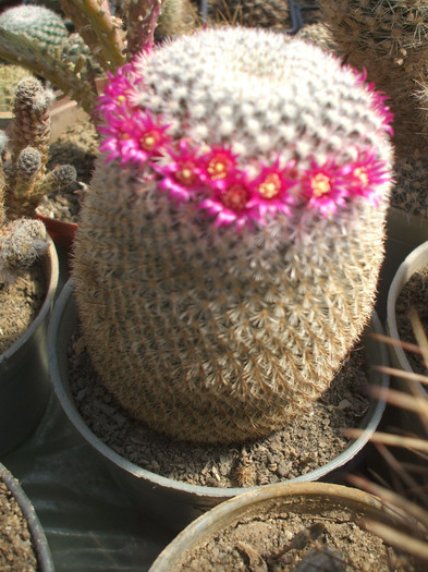 Mamillaria lanata - ceva mai recent