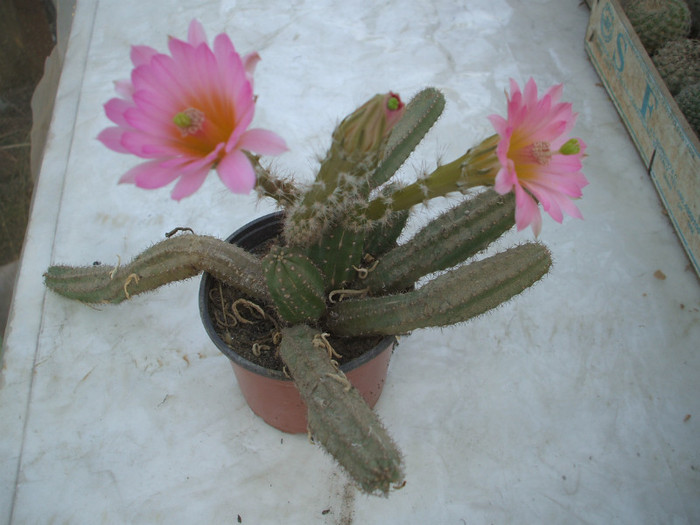 Echinocereus gentrii