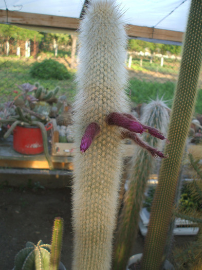 Cleistocactus strausii - ceva mai recent