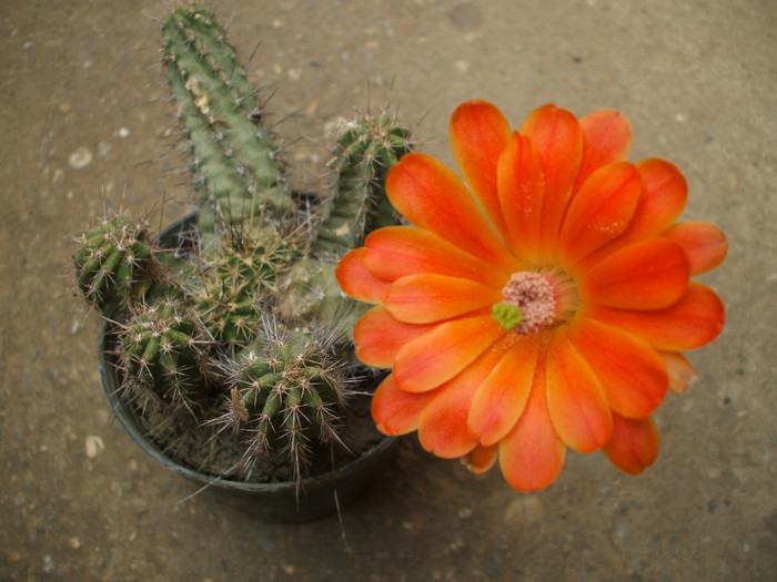 Echinocereus salm-dychianus - ceva mai recent