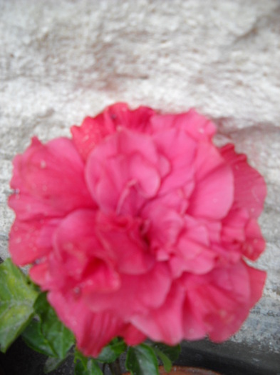 28 iulie - HIBISCUS - 2012