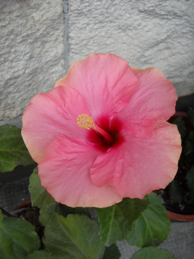 28 iulie - HIBISCUS - 2012