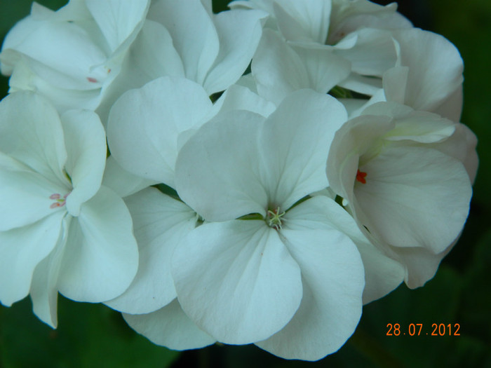 Din samante...; pelargonium muscate albe
