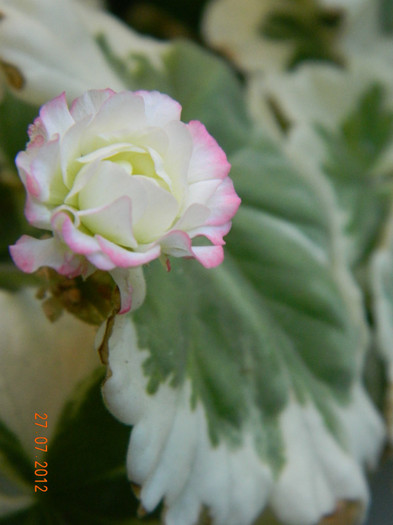 DSCN1224