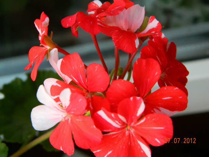 E tare dragalasa...Happy of New Life; muscata Happy of New Life
