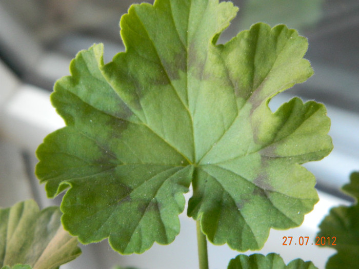 Are si frunze decorative; muscata
