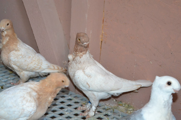 057 - Blondineti PUI 2012