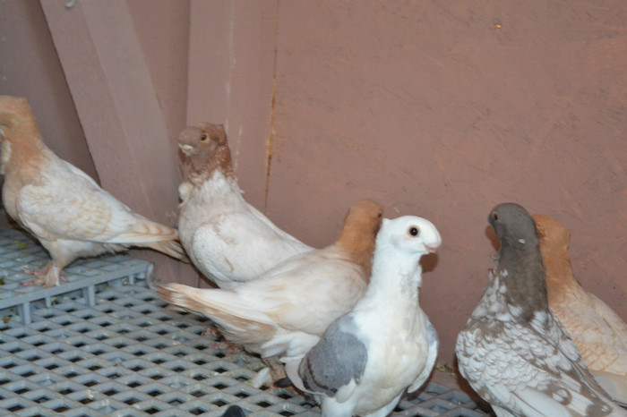 058 - Blondineti PUI 2012