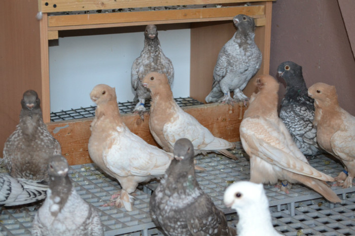 060 - Blondineti PUI 2012