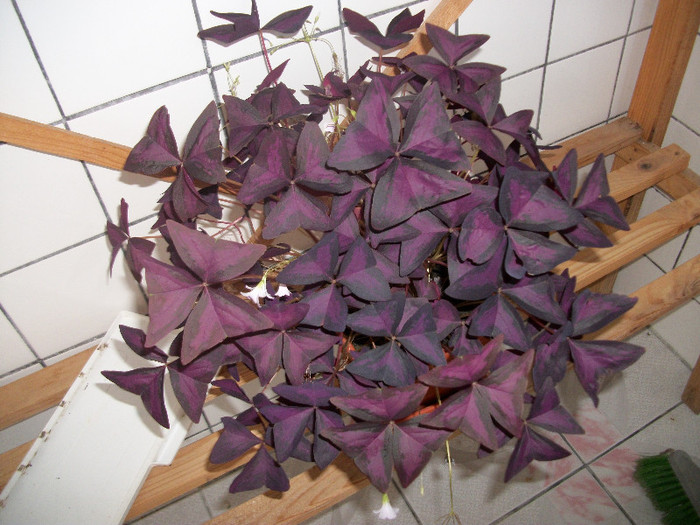 100_1956 - oxalis