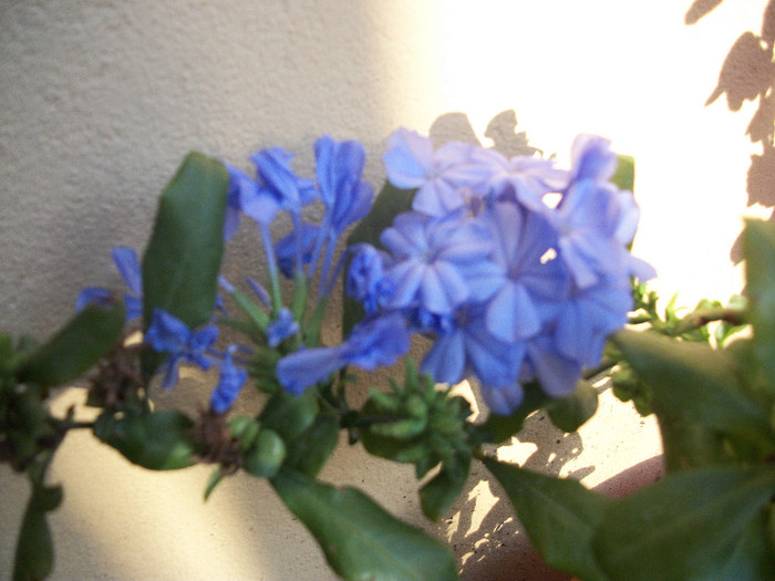 100_2057 - plumbago