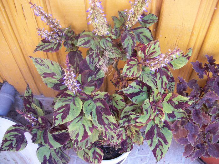 100_1969 - coleus