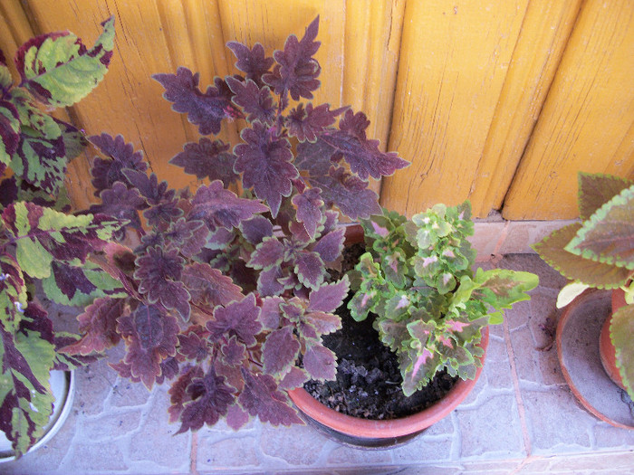 100_1970 - coleus