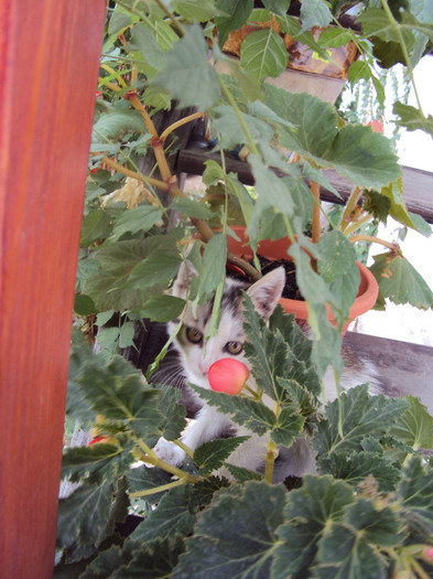 DSC08454