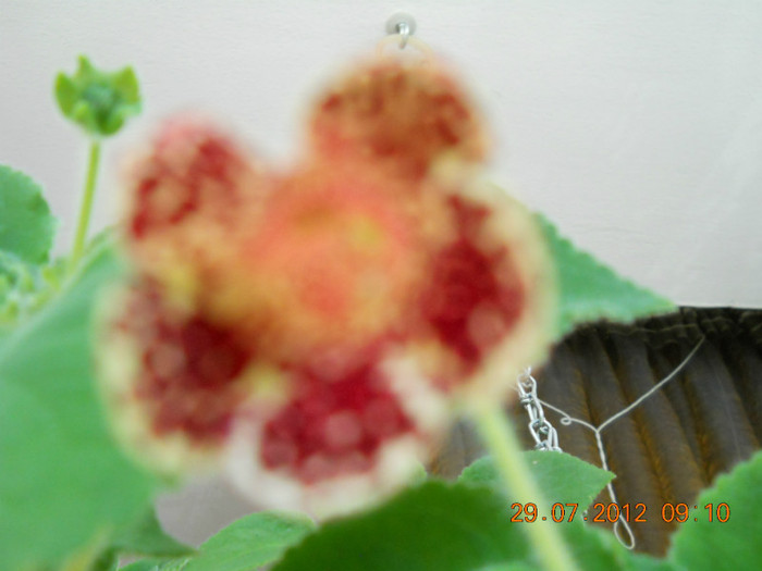 29,07.2012 001 - ACHIMENES- KOHLERIA SI EUCODONIA