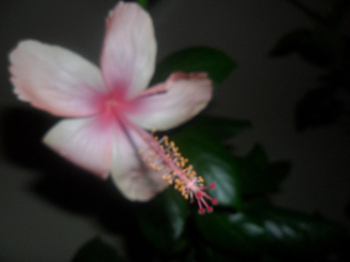 Hibiscus Dainty Pink - Hibiscus 2012-2