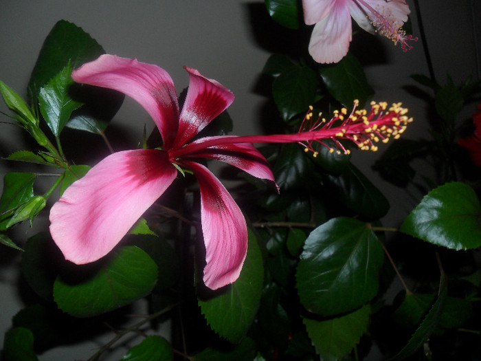 Hibiscus Fidjian Island - Hibiscus 2012-2