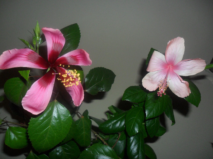 Hibiscus Dainty Pink   Fidjian Island - Hibiscus 2012-2
