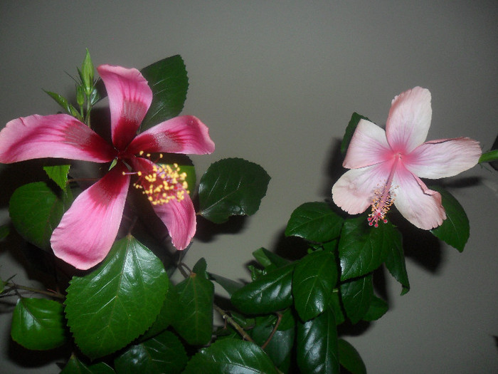 Hibiscus Dainty Pink   Fidjian Island