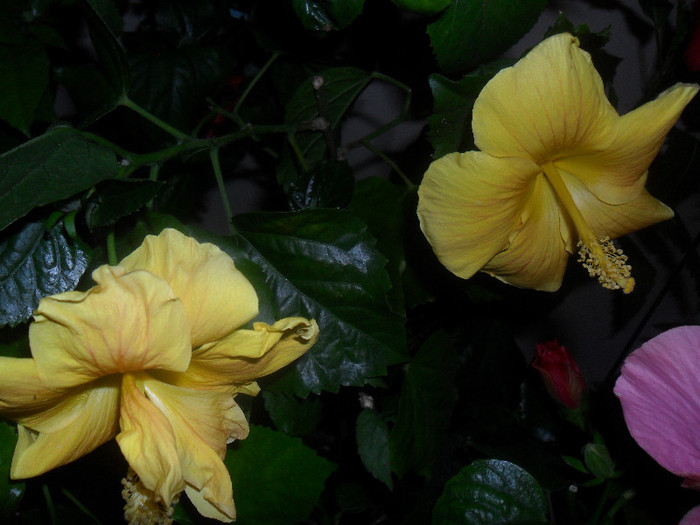 Hibiscus Senegal - Hibiscus 2012-2