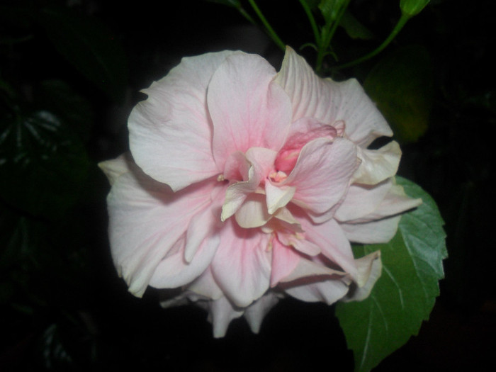 Hibiscus Clasic Pinky Pall