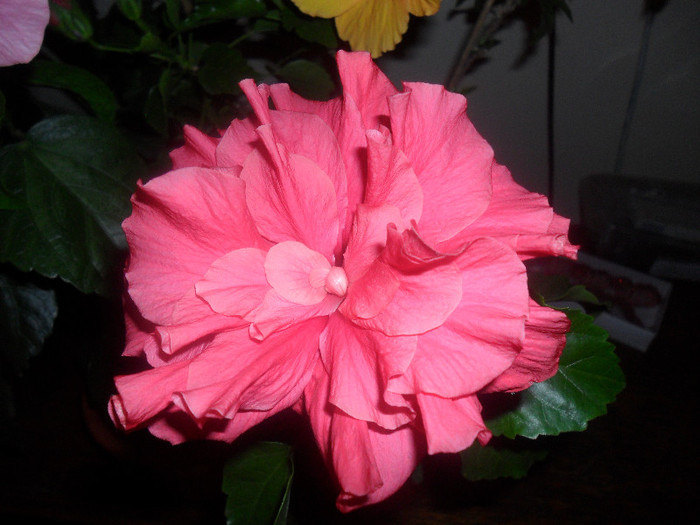 Hibiscus Clasic Pink - Hibiscus 2012-2