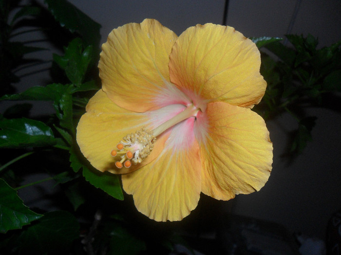 Hibiscus Havana - Hibiscus 2012-2