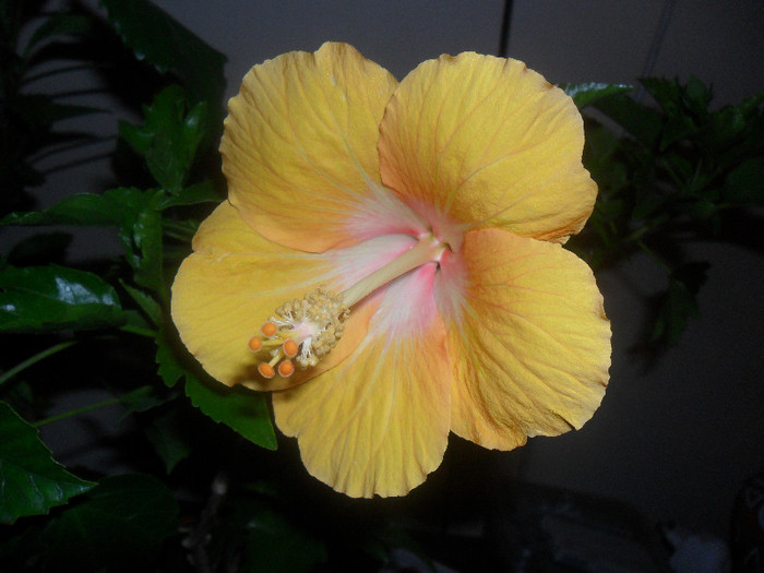 Hibiscus Havana