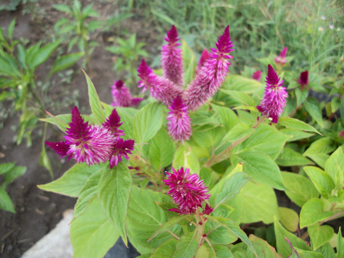 100_2061 - celosia 2012