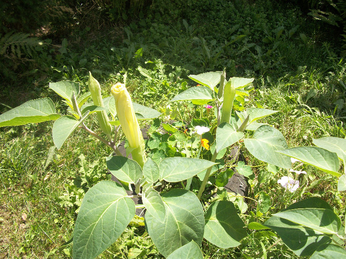 100_1940 - datura 2012