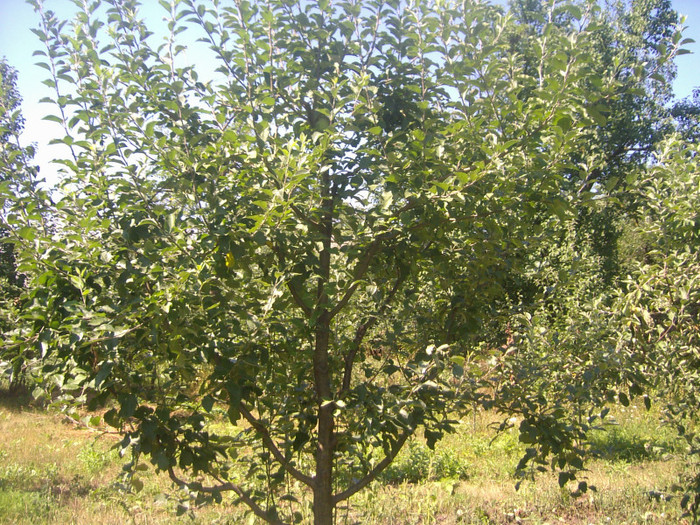 mar 3 ani - arbori fructiferi
