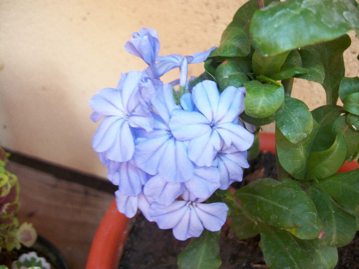 100_2074 - plumbago