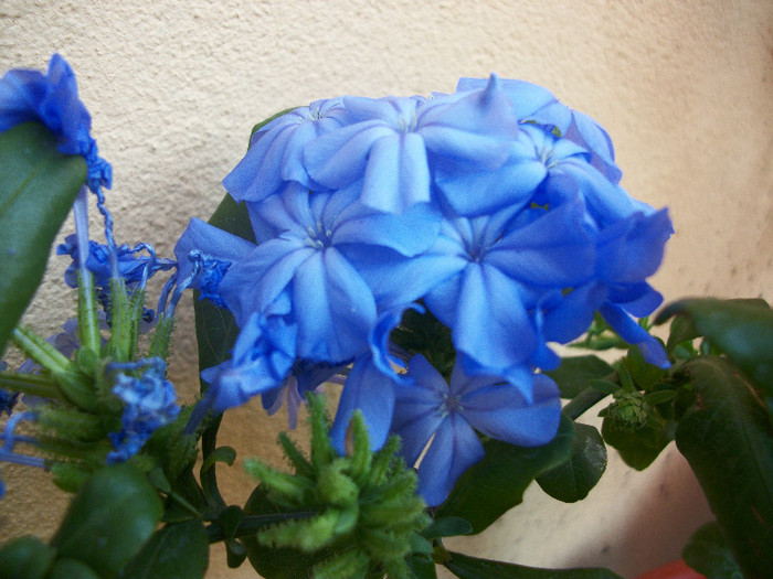 100_2134 - plumbago