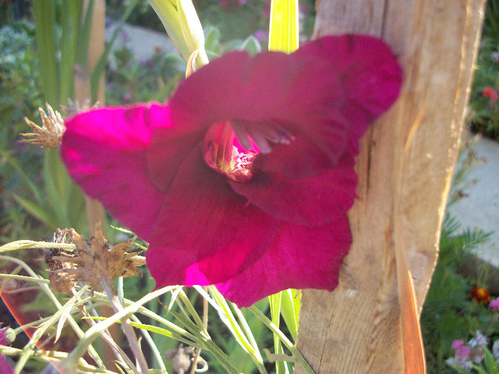 100_2077 - gladiole 2012