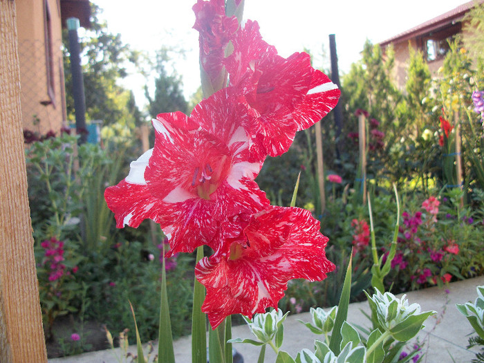 100_2078 - gladiole 2012