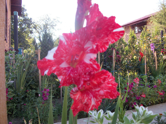 100_2079 - gladiole 2012