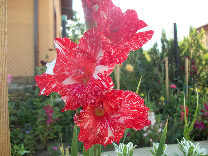 100_2082 - gladiole 2012