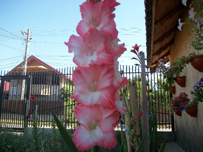 100_2096 - gladiole 2012