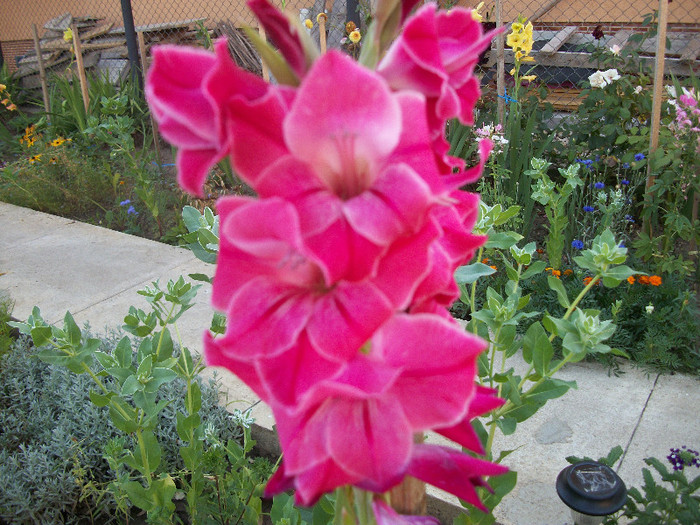 100_2083 - gladiole 2012